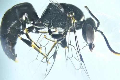 Réf. 348 113 : Hylaeus signatus